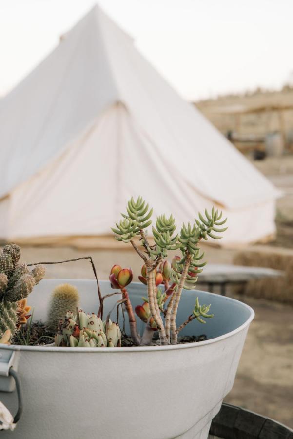 Lago Valle Wine Glamping Valle de Guadalupe Eksteriør bilde